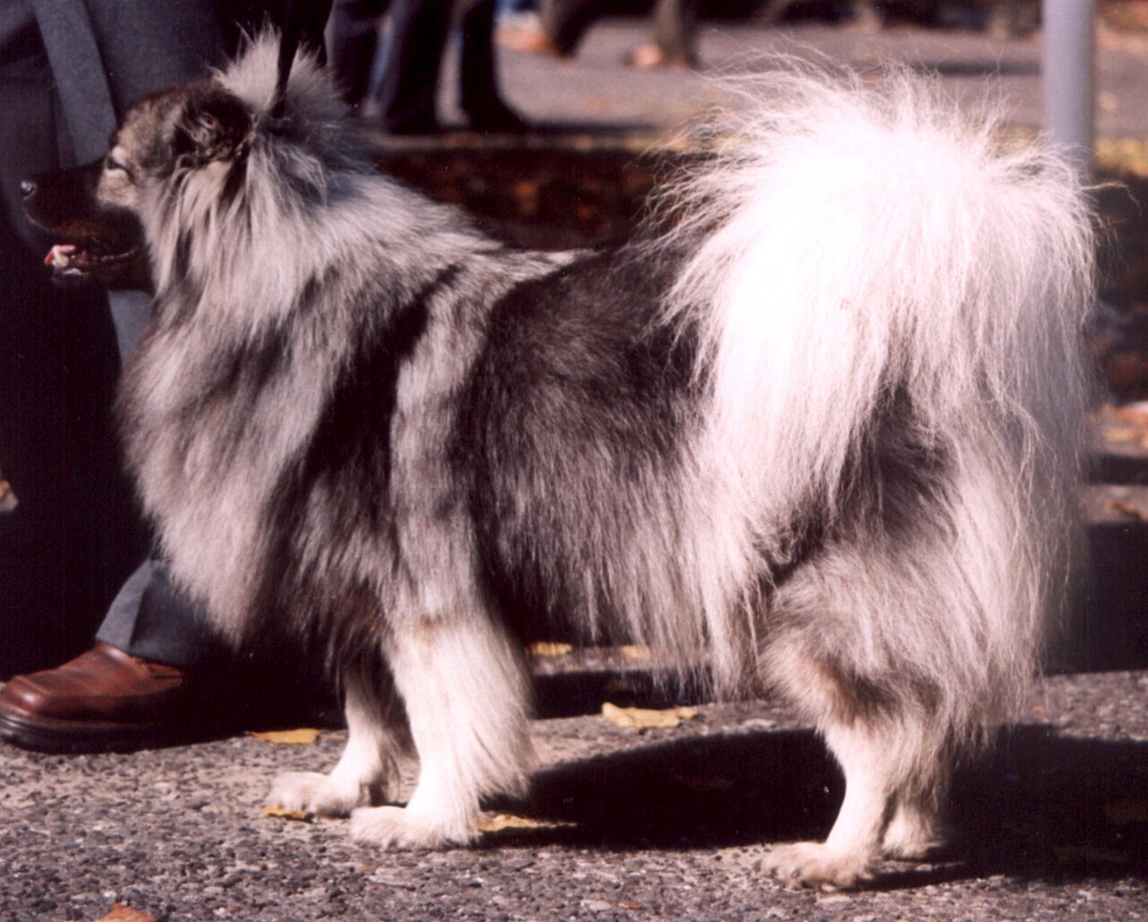 Spitz-loup (keeshond)