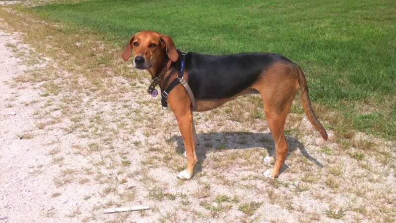Kerry beagle