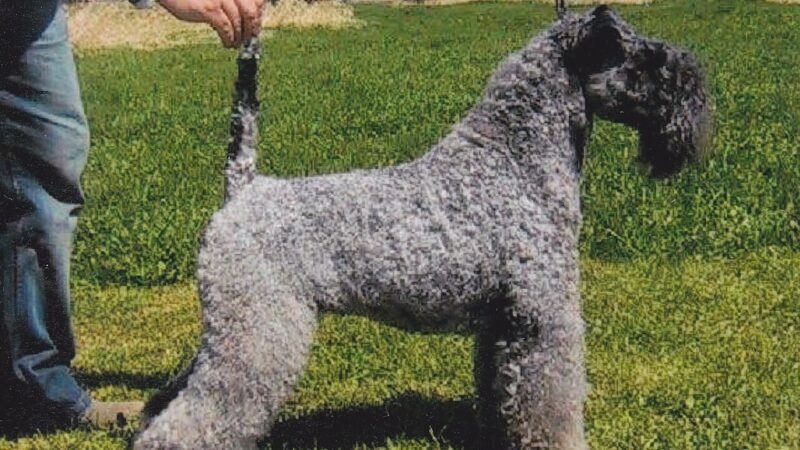 Chien de race Terrier Kerry Blue