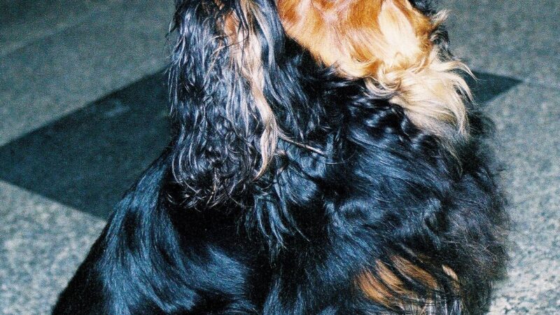 King Charles Spaniel