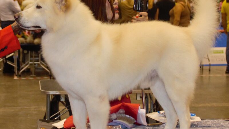 Kintamani (chien de Bali)