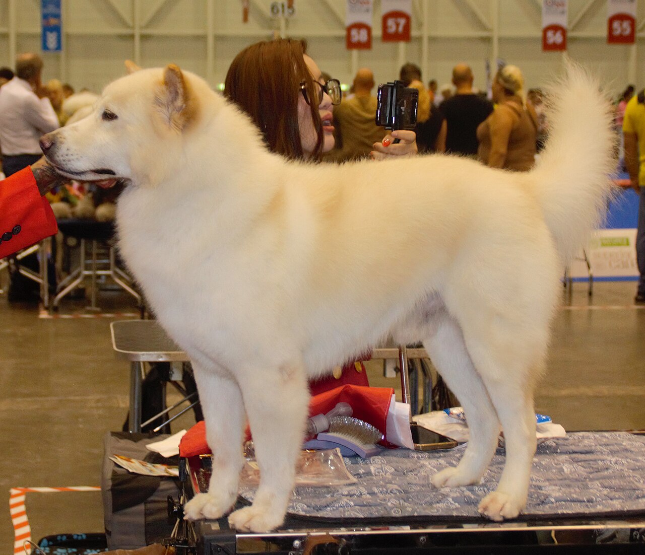 Kintamani (chien de Bali)