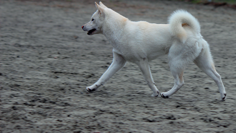 Kishu (kishu ken)