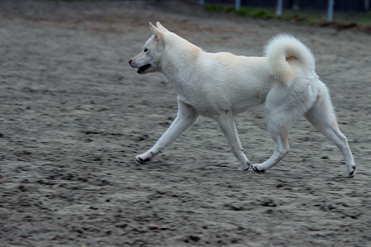 Kishu (kishu ken)