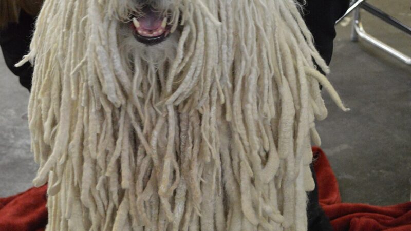 Komondor