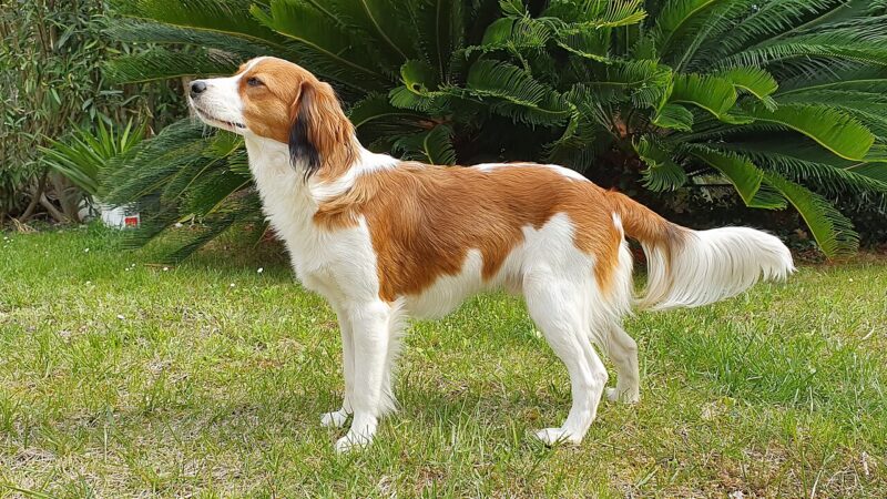 Kooikerhondje