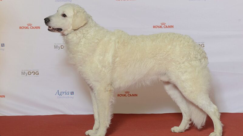 Kuvasz