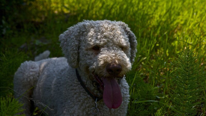 Chien d’eau romagnol (lagotto)