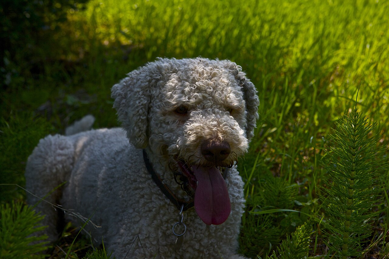 Chien d’eau romagnol (lagotto)