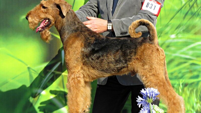 Lakeland Terrier
