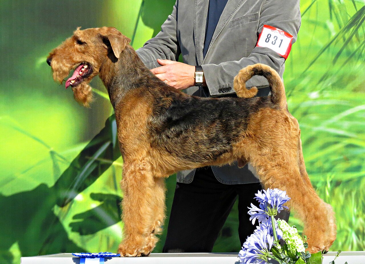 Lakeland Terrier