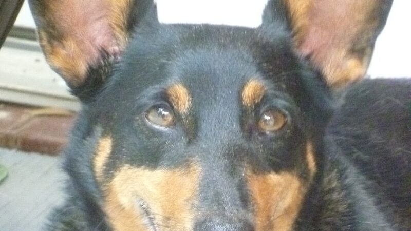 Lancashire Heeler
