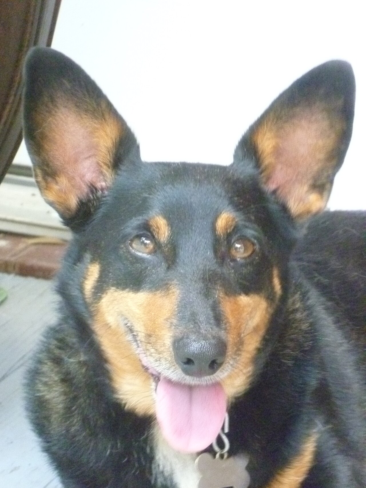 Lancashire Heeler