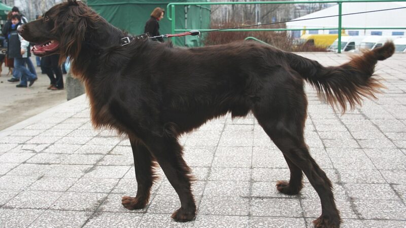 Chien d’arrêt allemand à poil long (langhaar)