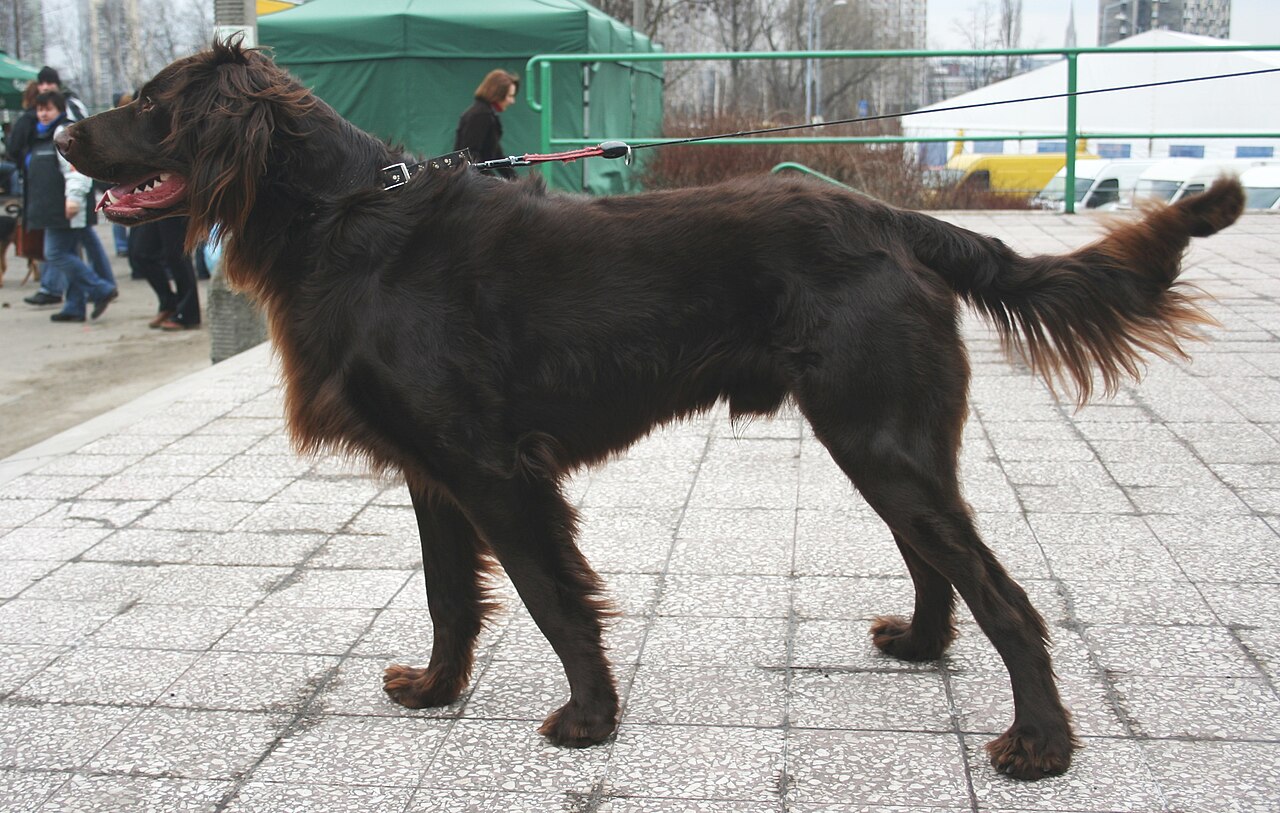 Chien d’arrêt allemand à poil long (langhaar)