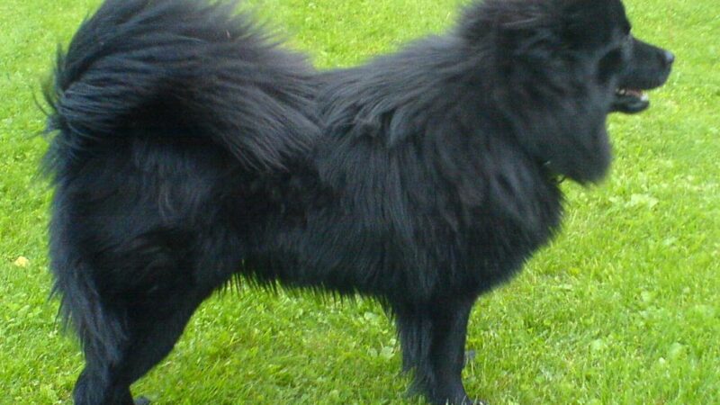 Lapphund suédois