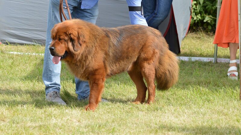 Leonberg fauve debout dans l'herbe, tenu en laisse