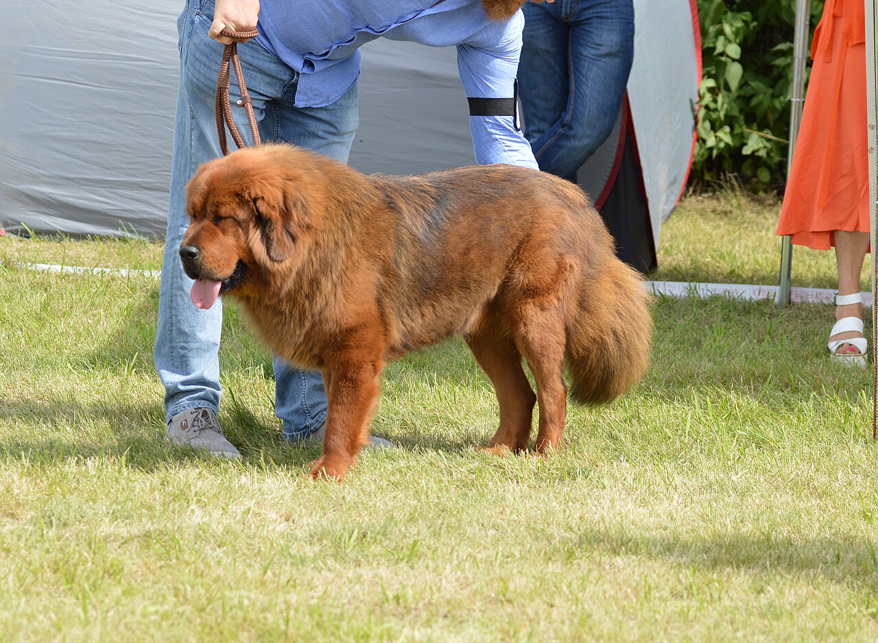 Leonberg
