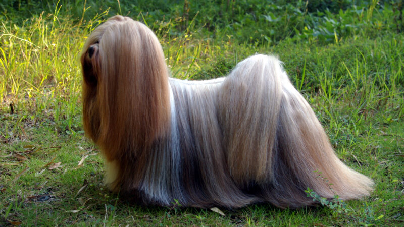 Lhassa Apso