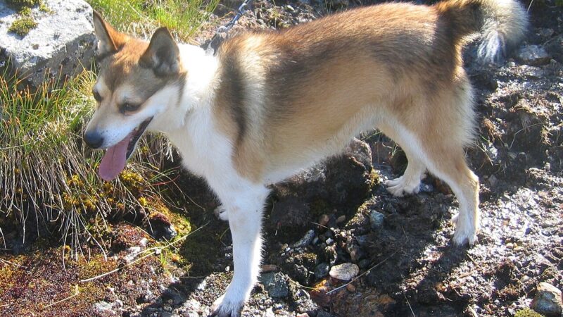 Chien norvégien de macareux (lundehund)