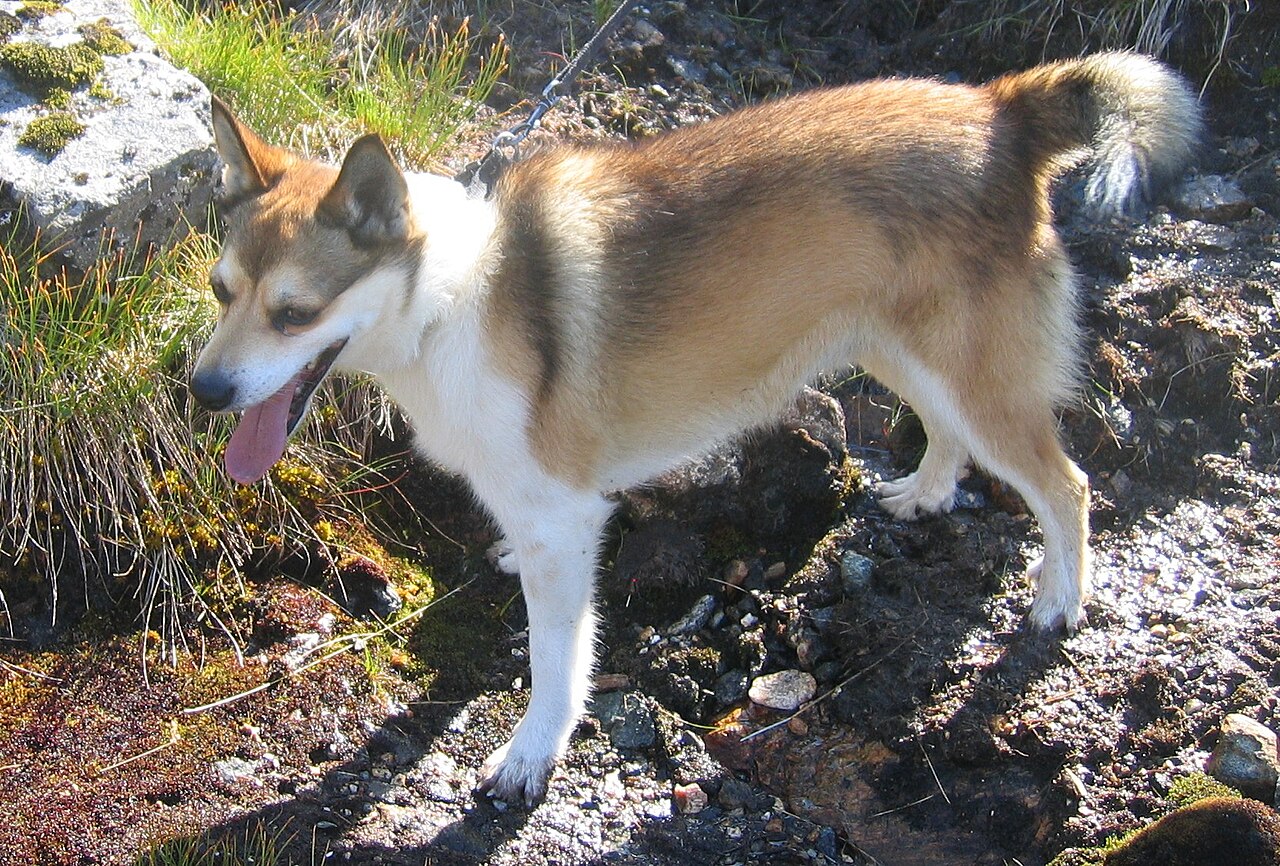 Chien norvégien de macareux (lundehund)