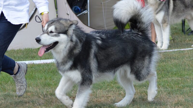 Malamute d'Alaska gris et blanc qui trotte sur l'herbe en exposition