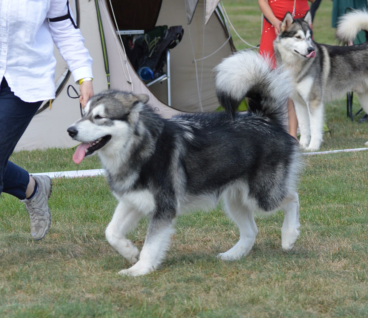 Malamute d’Alaska