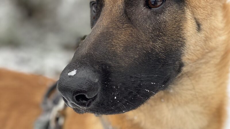 Malinois
