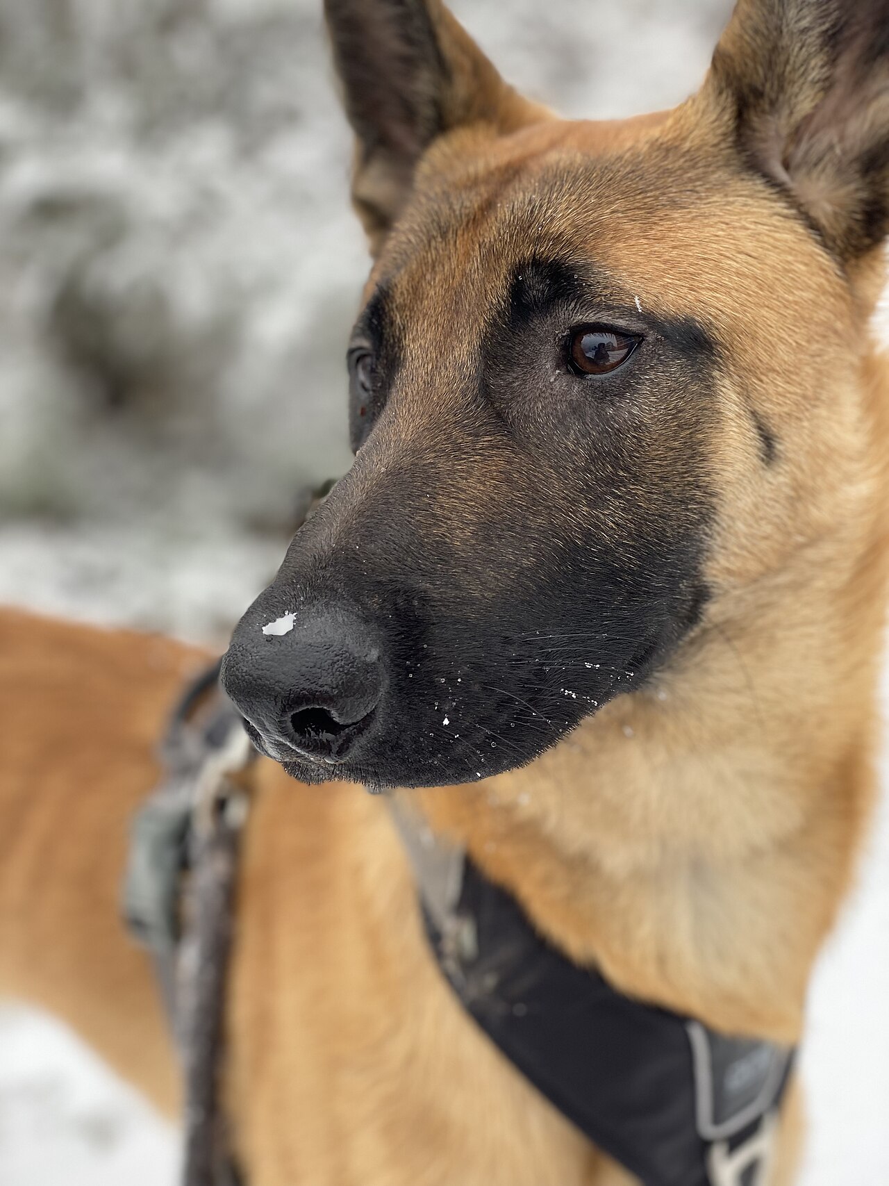 Malinois