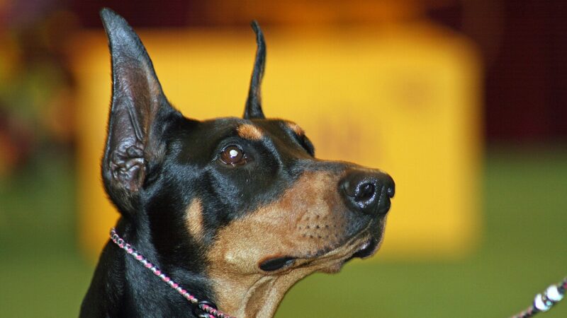 Manchester terrier