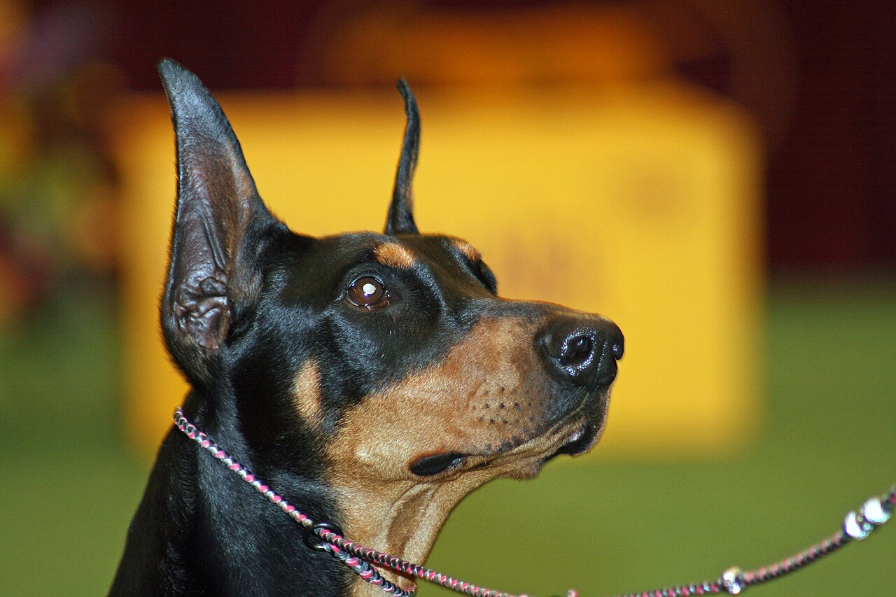 Manchester terrier