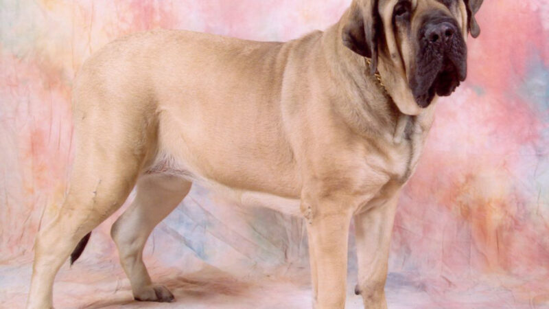 Mastiff (Old English Mastiff)