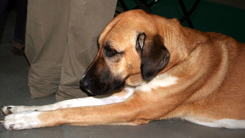 Mastiff d’Anatolie (malaklı)