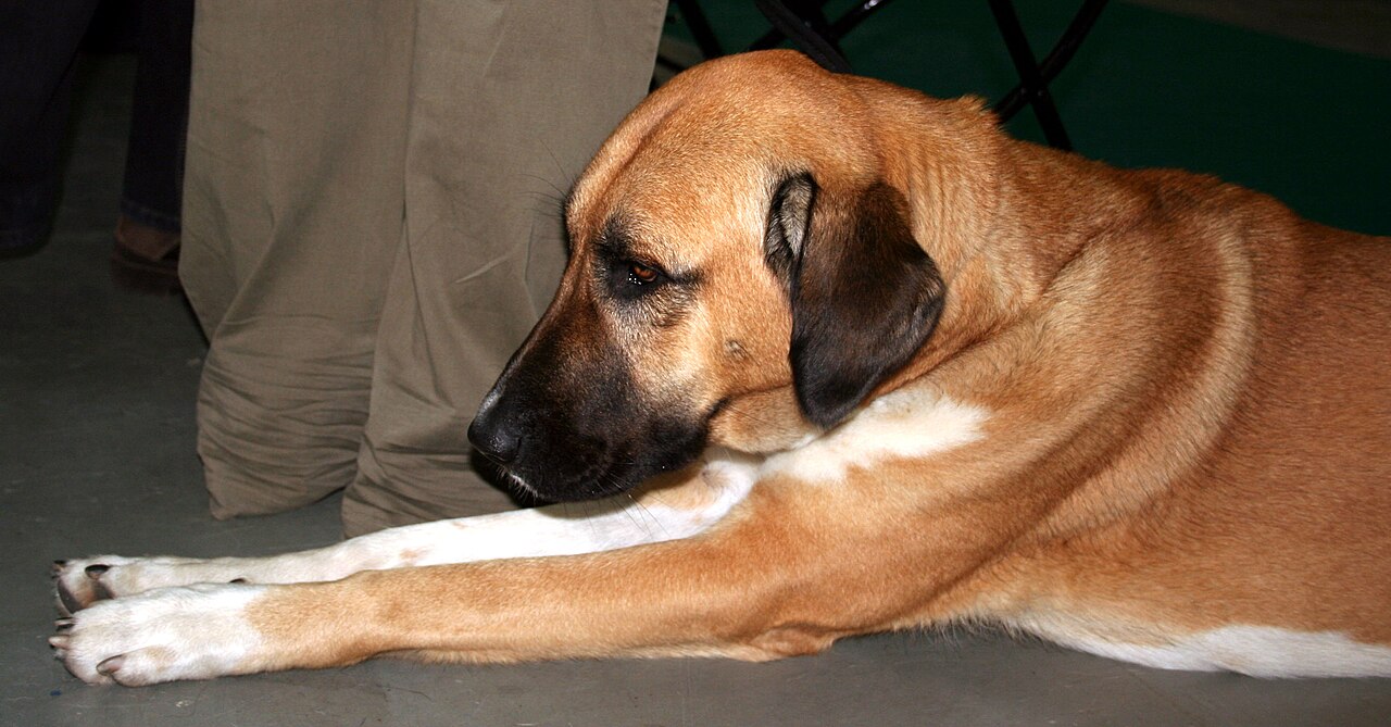 Mastiff d’Anatolie (malaklı)
