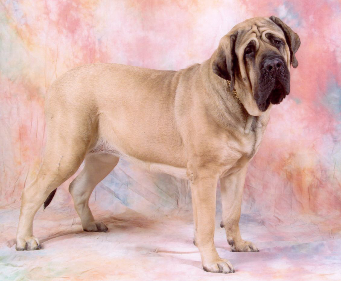 Mastiff (Old English Mastiff)