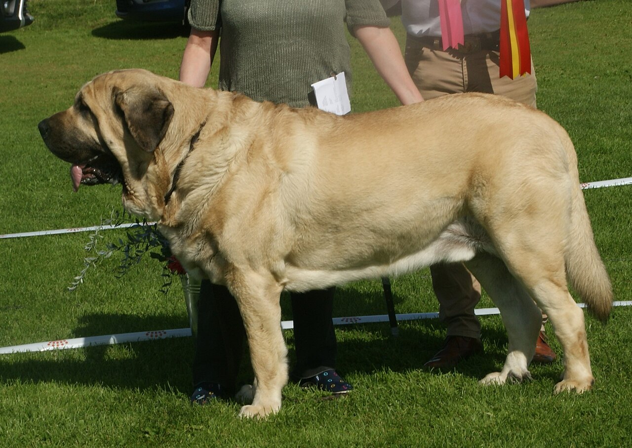 Mâtin espagnol (mastín de León)