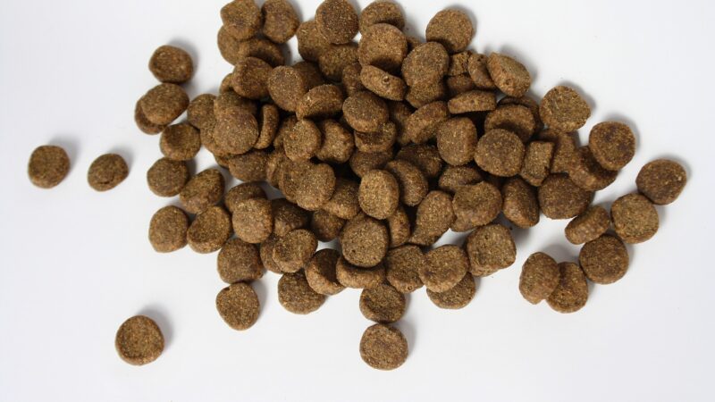 Croquettes pour chien : comment lire l’étiquette et repérer un bon aliment