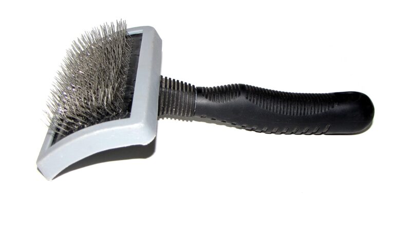 Quelle brosse pour son chien ? Le bon outil selon le type de poil et la saison