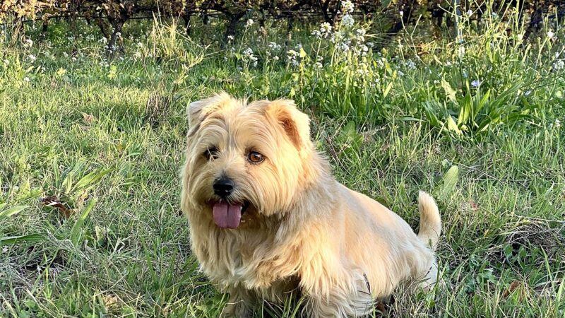 Norfolk Terrier