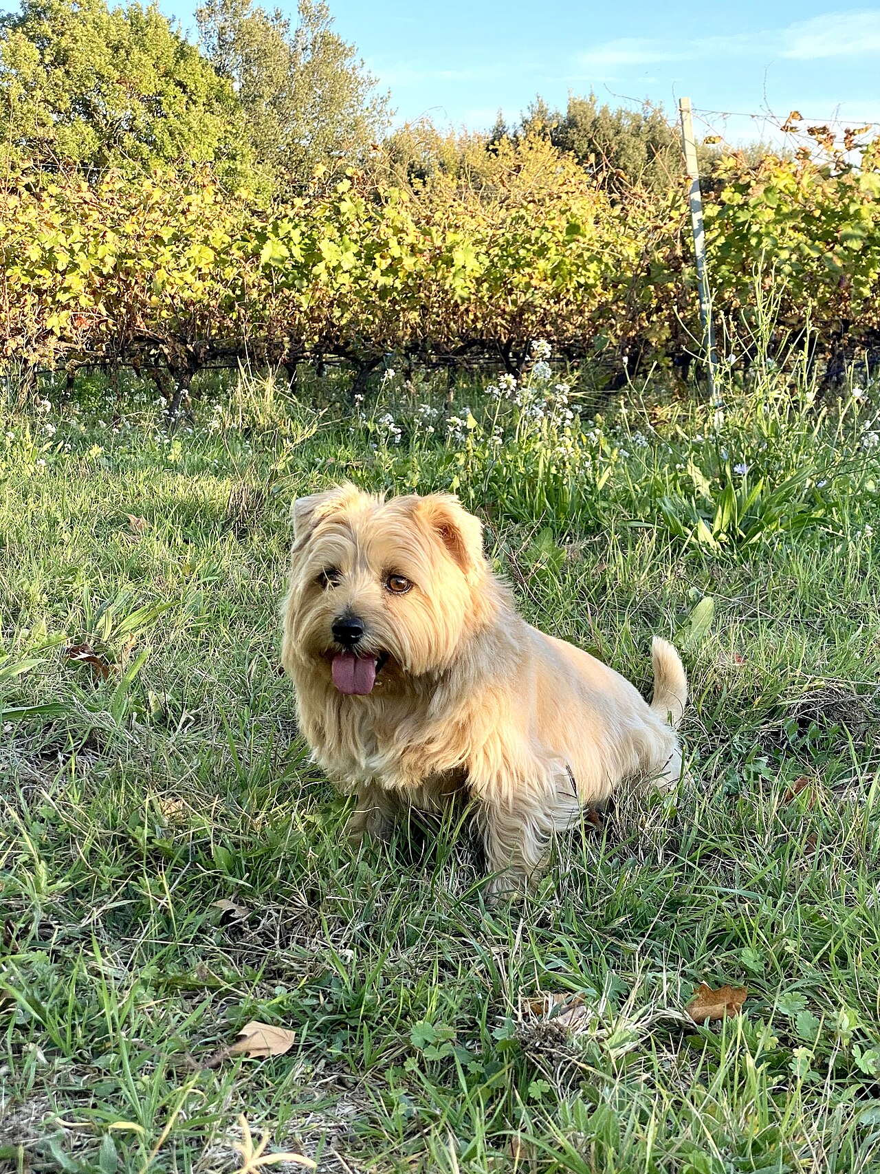 Norfolk Terrier