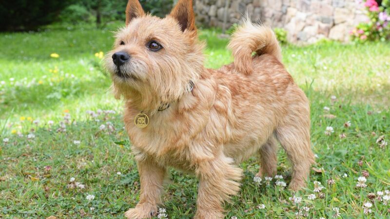 Norwich Terrier