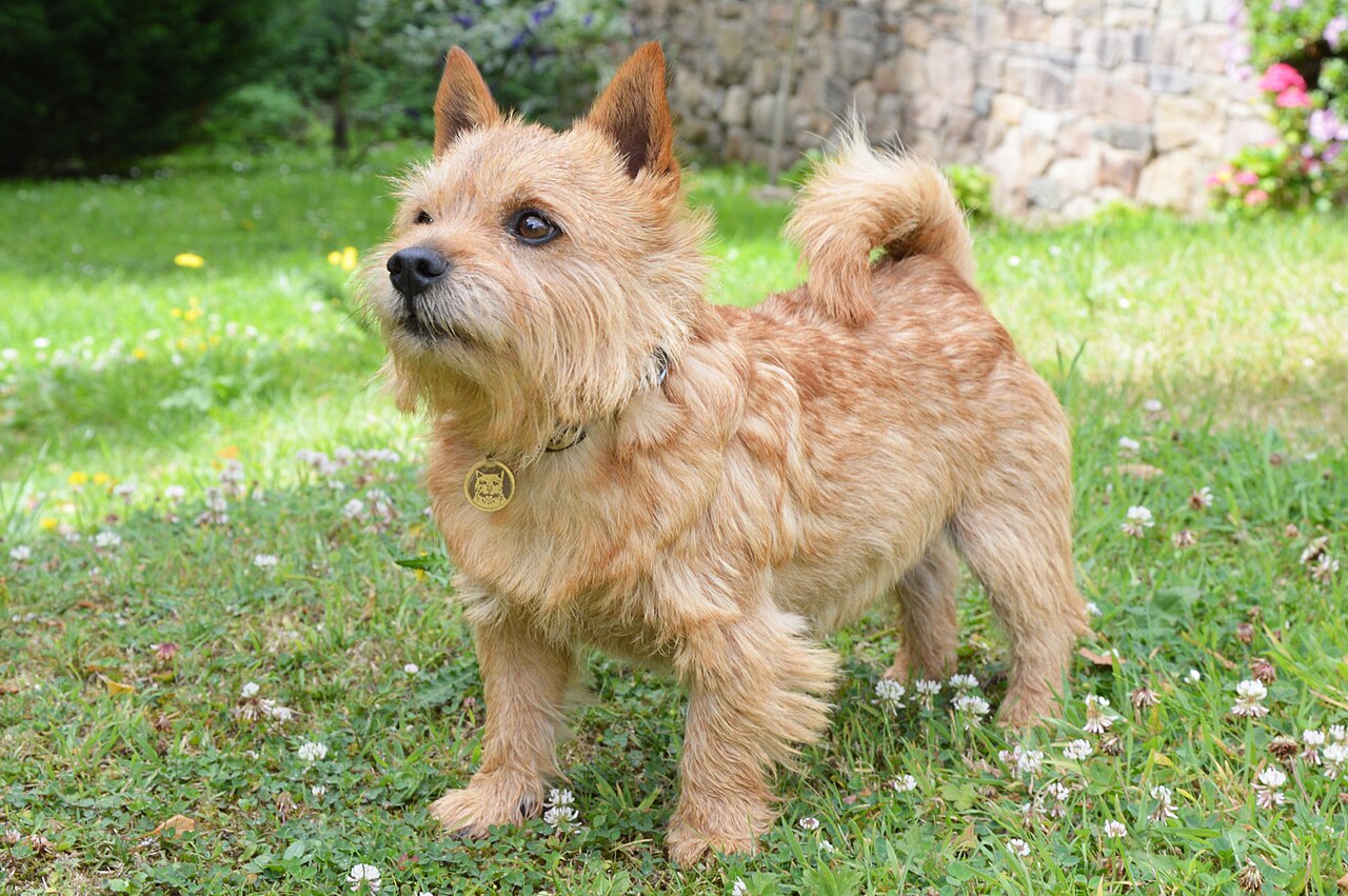 Norwich Terrier