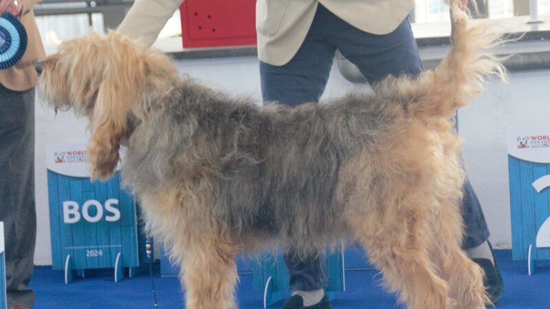 Chien à loutre (otterhound)