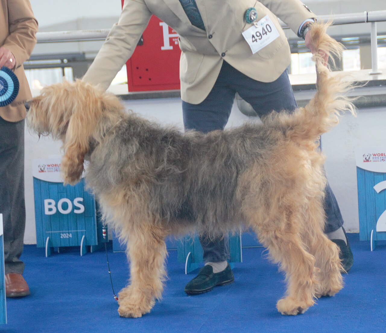 Chien à loutre (otterhound)