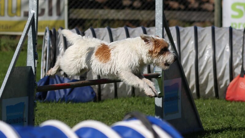 Chien de race Parson Russell terrier