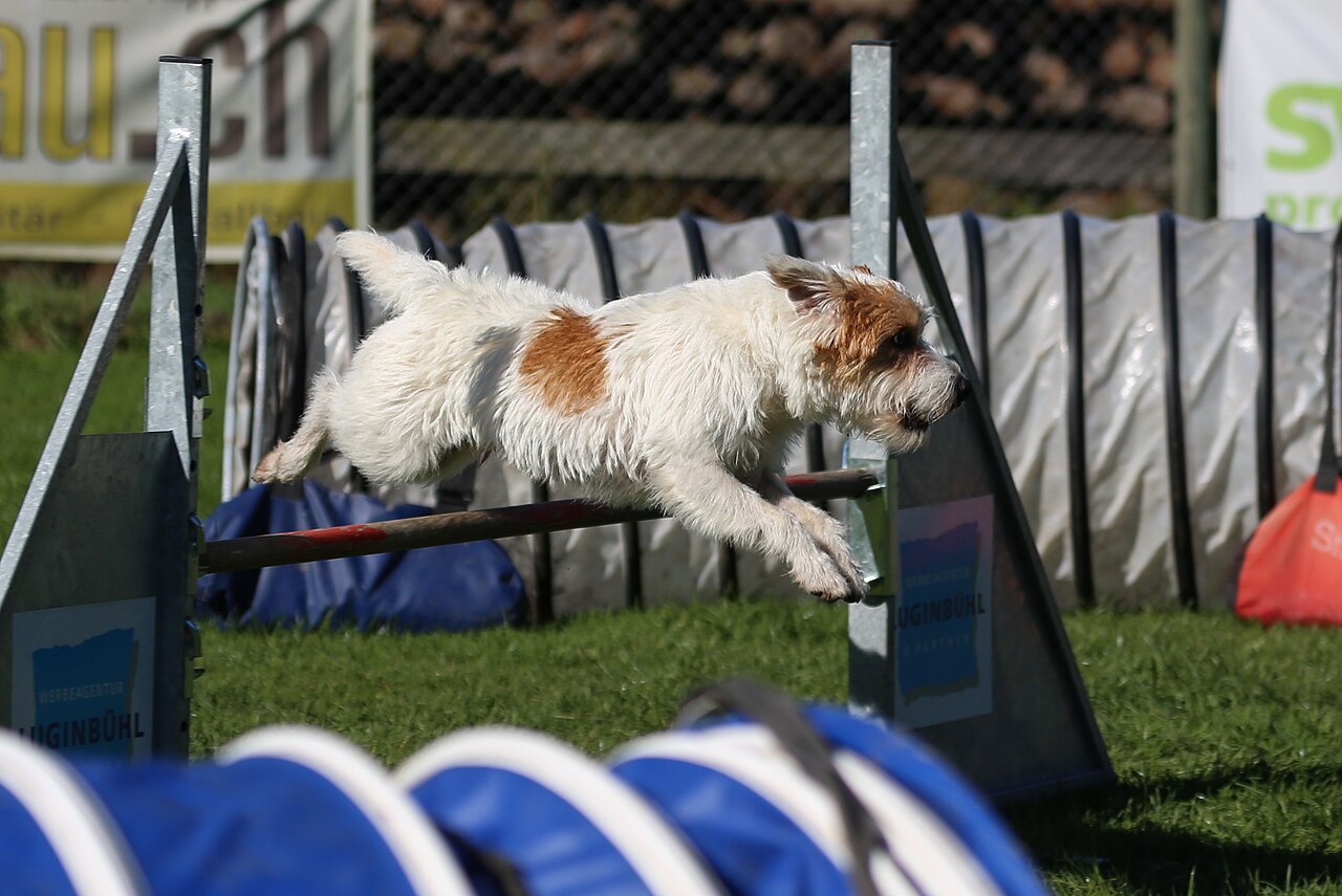 Parson Russell terrier