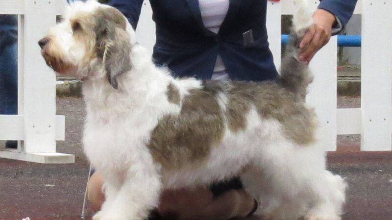 Petit basset griffon vendéen (PBGV)