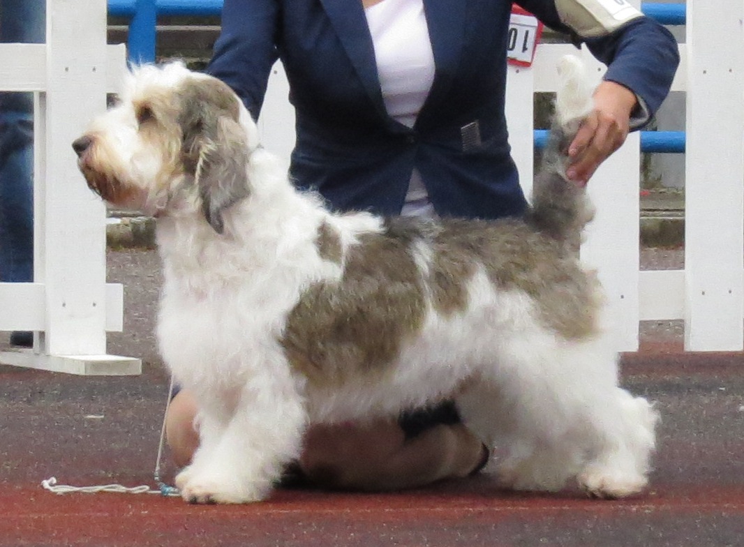 Petit basset griffon vendéen (PBGV)