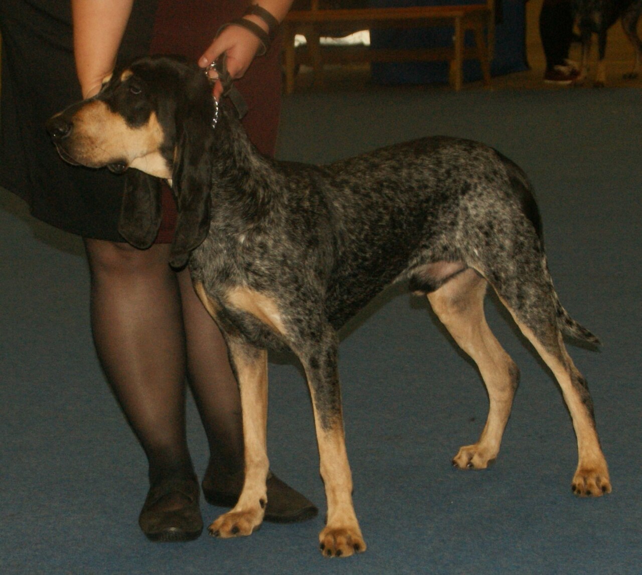 Petit bleu de Gascogne