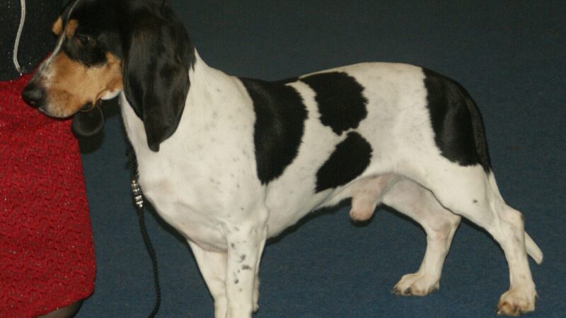 Petit chien courant suisse
